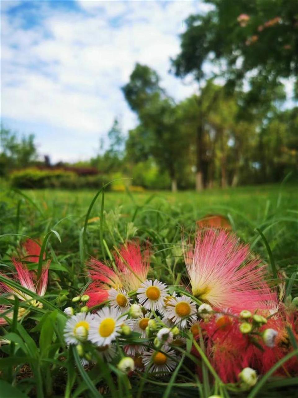 灿若云霞,合欢花绽放扮靓夏日