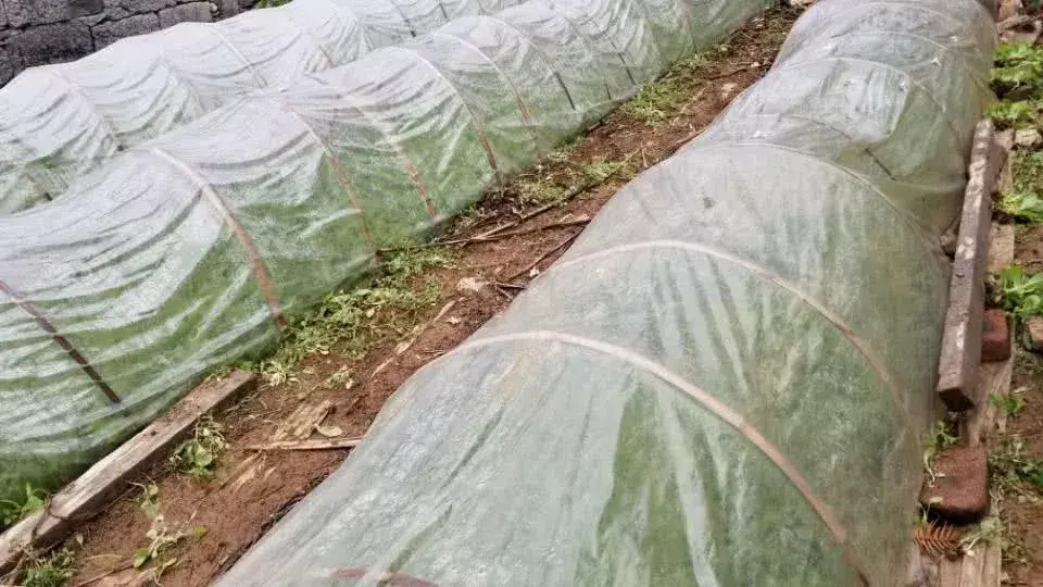 [南方生姜网-图片加载]