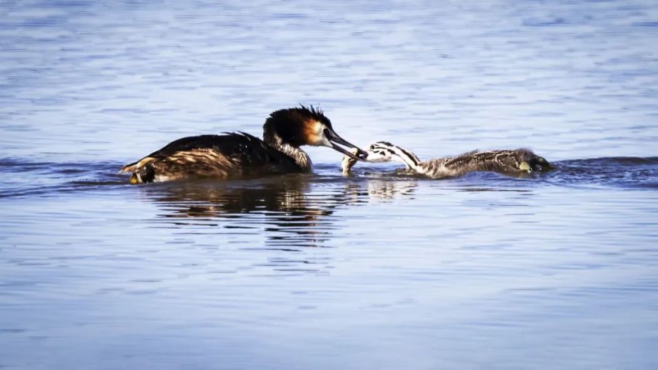 "醉美乌梁素海"摄影大赛|凤头鸊鷉育幼鸟(吕维平)