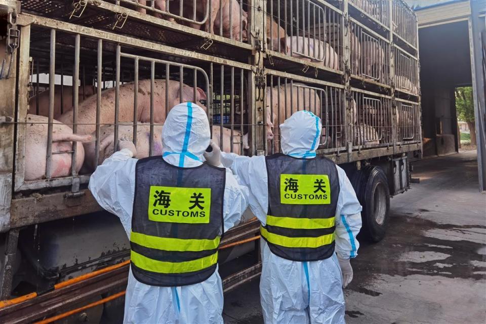 抢“鲜”通关！湖北今年以来供港澳活猪超过1万头_腾讯新闻