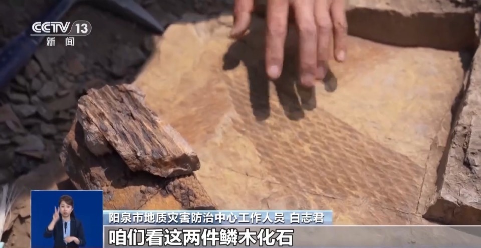 3.1亿年前的木化石群 一把打开植物秘密的“钥匙”_腾讯新闻