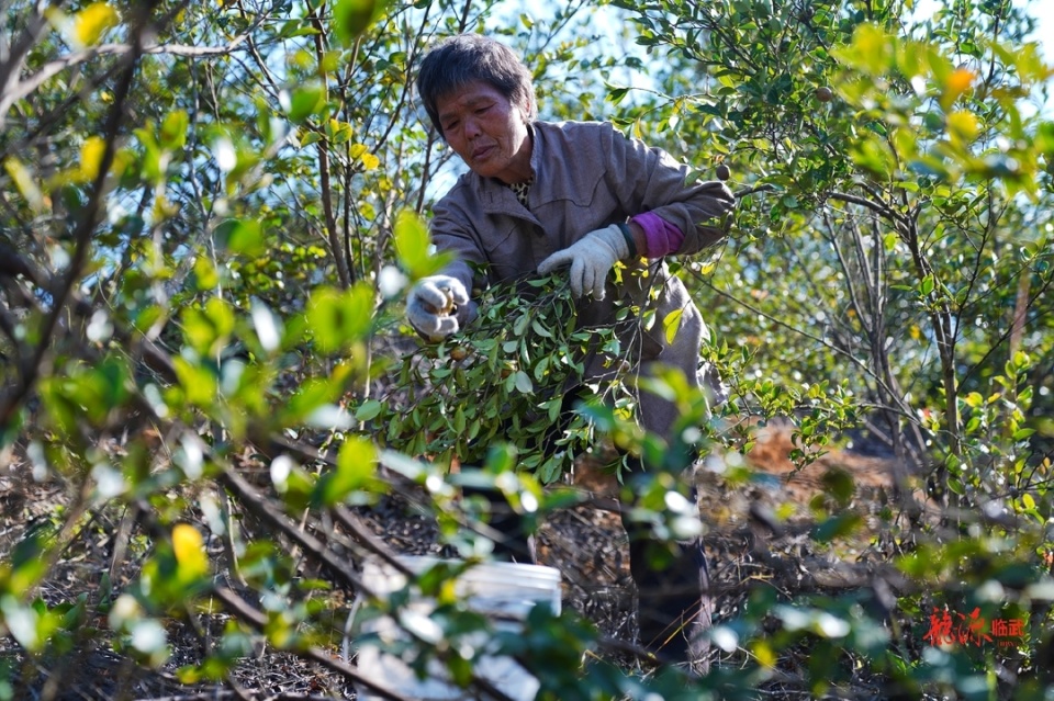 图集丨郴州临武:油茶满岗觅籽忙_腾讯新闻