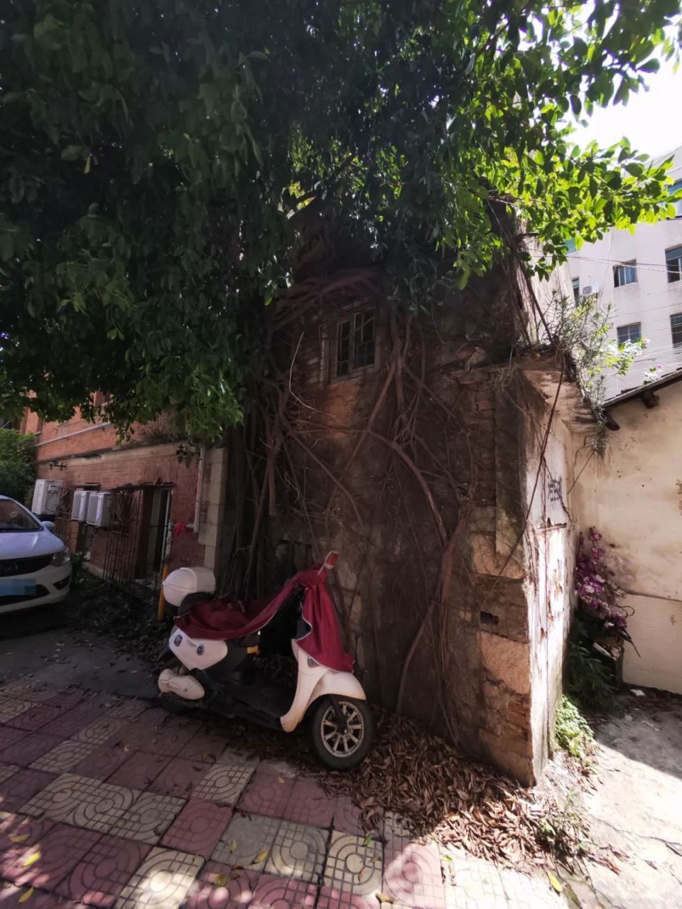 角美,有一棵"树坚强"!