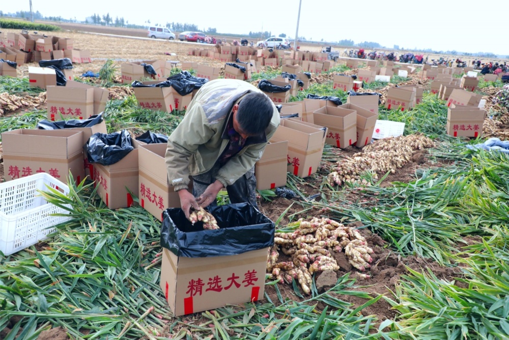 [南方生姜网-图片加载]