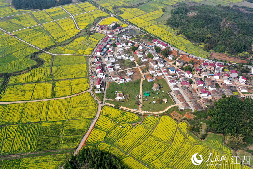 江西丰城:大地披上"黄金甲" 游客到村民乐