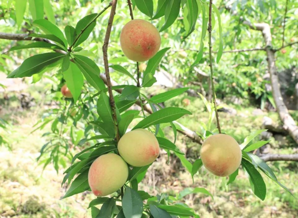 想要吃到新鲜甜蜜的桃子兴