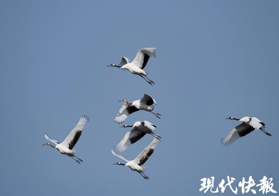 丹顶鹤守护者|刘文举:追拍20多年,"湿地精灵"治愈了自己