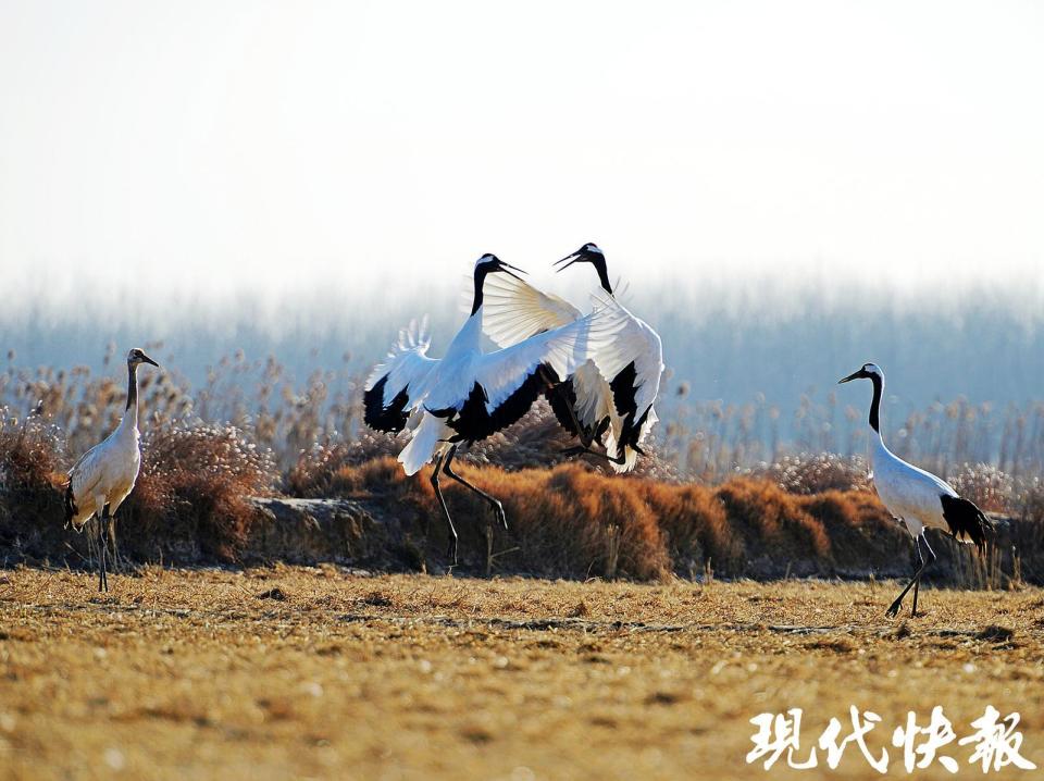 丹顶鹤守护者|刘文举:追拍20多年,"湿地精灵"治愈了自己