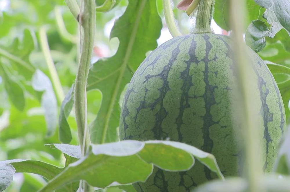 平谷区西柏店村"京秀"小西瓜五一迎来采摘期_腾讯新闻