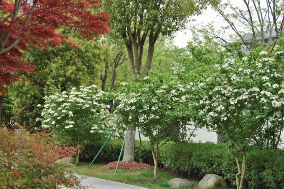 青浦环城水系公园丨送给你暮春到初夏的"繁花",来收图