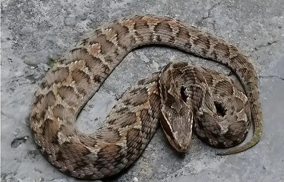 资料显示,短尾蝮蛇是有鳞目蝰科亚洲蝮属爬行动物,别名土球子,驴咒子