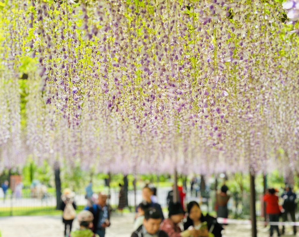 紫藤花（紫藤花园电视剧剧情介绍） 第1张