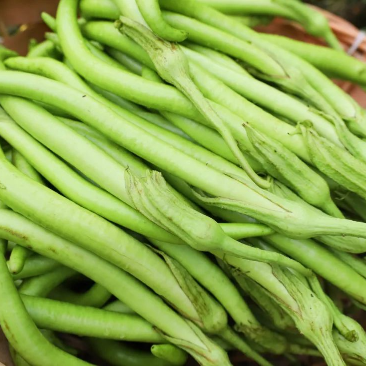 全国仅有盐步秋茄上市了