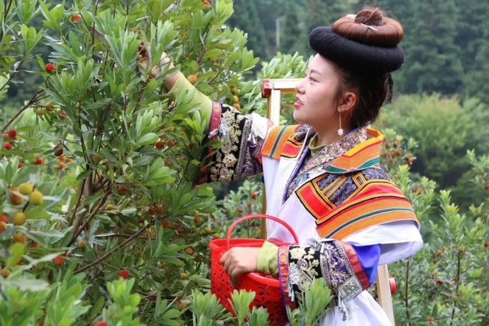 毕节这里的杨梅迎来采摘季