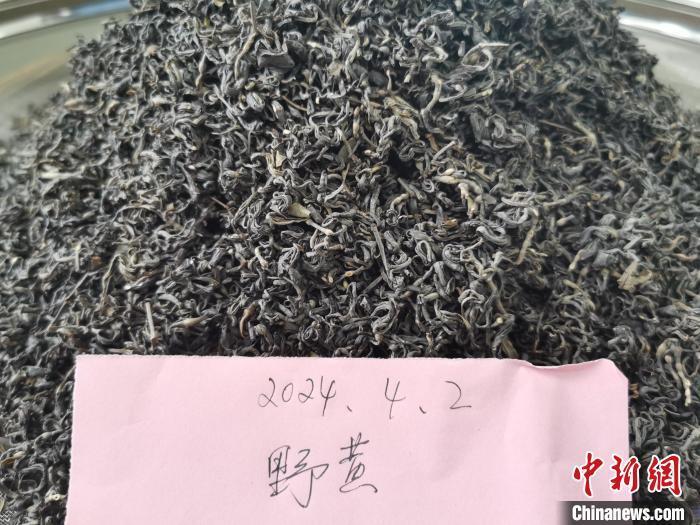 广东台山白云茶抢鲜开摘