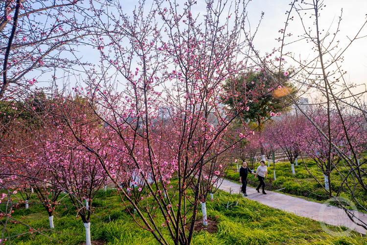 花红柳绿 这边风景独好