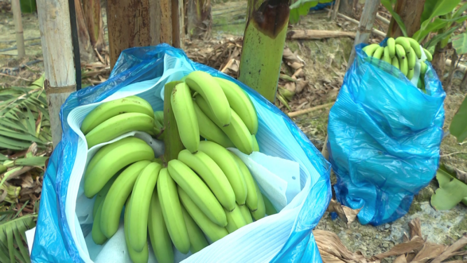 恩平美果丨香蕉