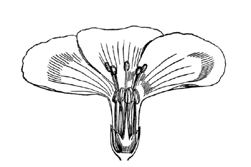 达尔文所绘的花卉插图.长花蕊是雌蕊,短花蕊是雄蕊.