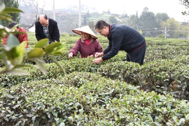 自贡荣县双古镇:60万斤独芽春茶卖了7800多万元_腾讯新闻