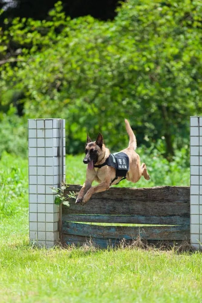 警犬"飞机"入职日记!