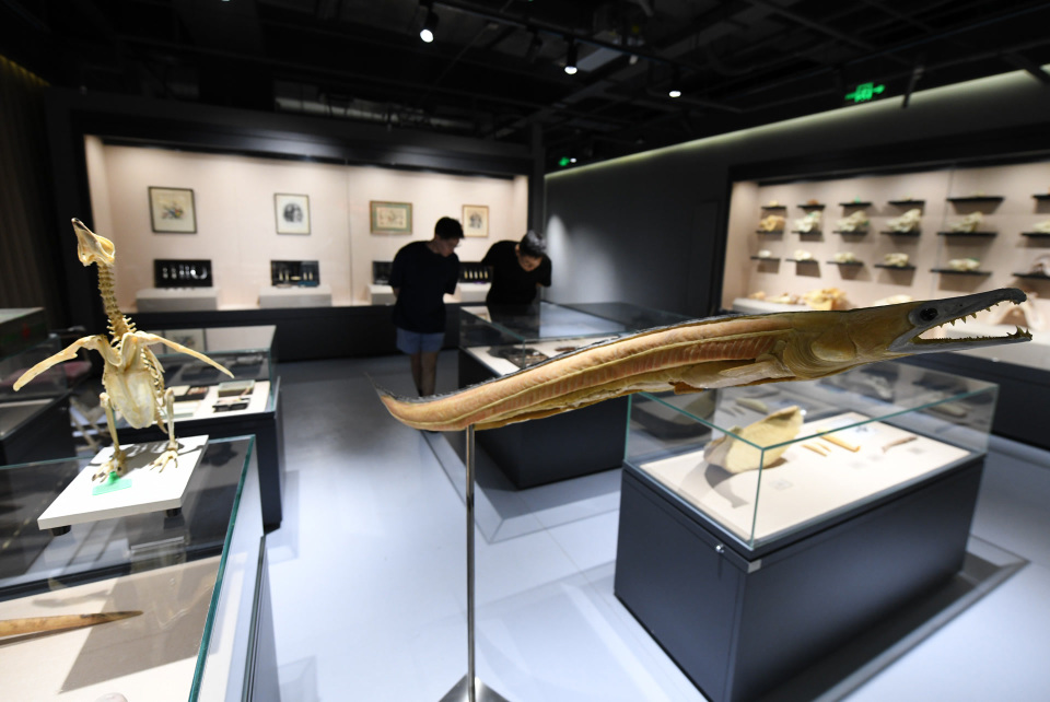 中国口腔医学史博物馆开馆,千余件展品亮相