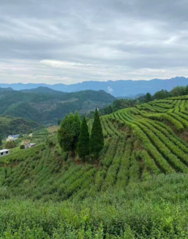 "酉阳800"宜居贡茶放大招!万元征集短视频,图片和宣传语