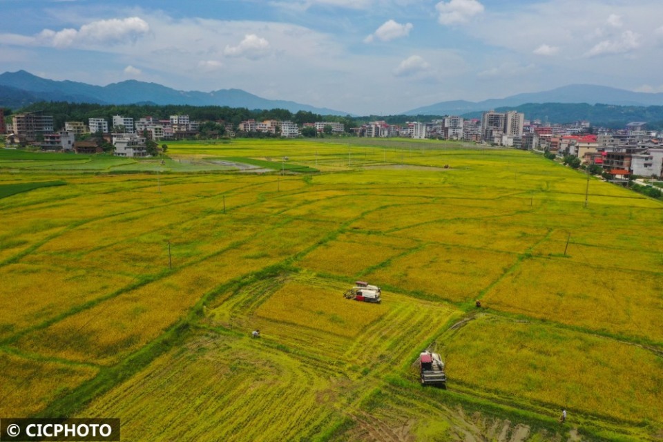 2024年7月15日,湖南省邵阳市隆回县高平镇颜公村,农机手驾驶着农机