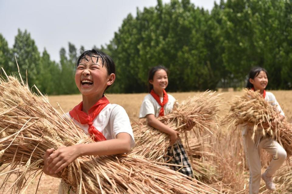 潍坊高密:校园"小农夫" 田间收麦忙