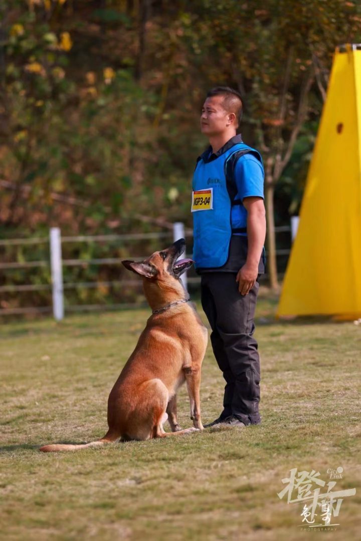 大赛在即,八依,辛巴,麦克斯……犬力爆表,"熊猫"和"豹子"随行出征