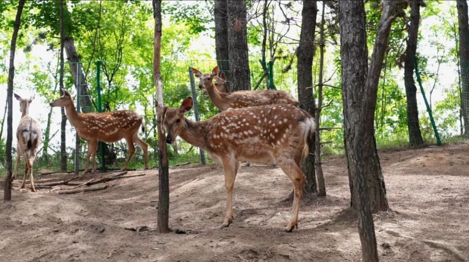 "中国梅花鹿之乡"迎来第一茬鹿茸收割季