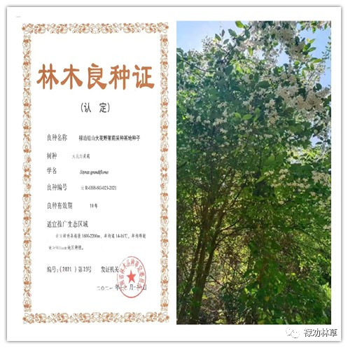 云南重点推荐十大林木良种之禄劝大花野茉莉