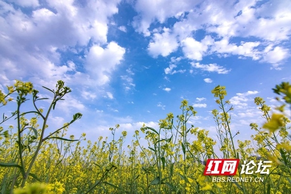 洋湖体育公园油菜花图片