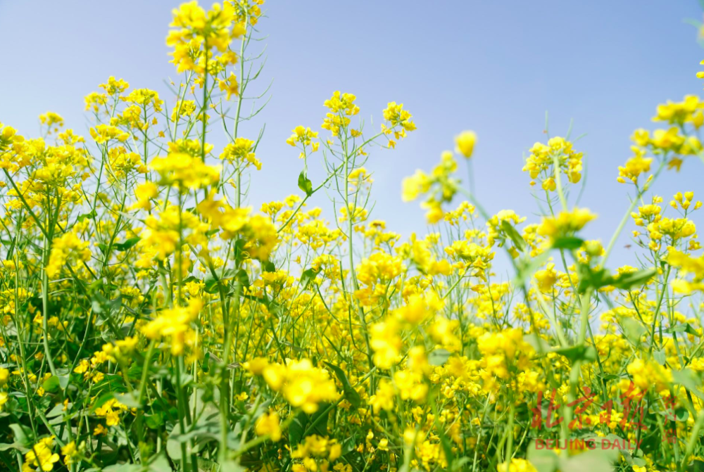 怪村油菜花海图片