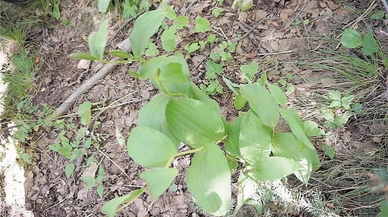 山西杓兰:罗山深处新闺秀