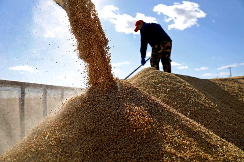 辽河三角洲水稻产区开始集中收割