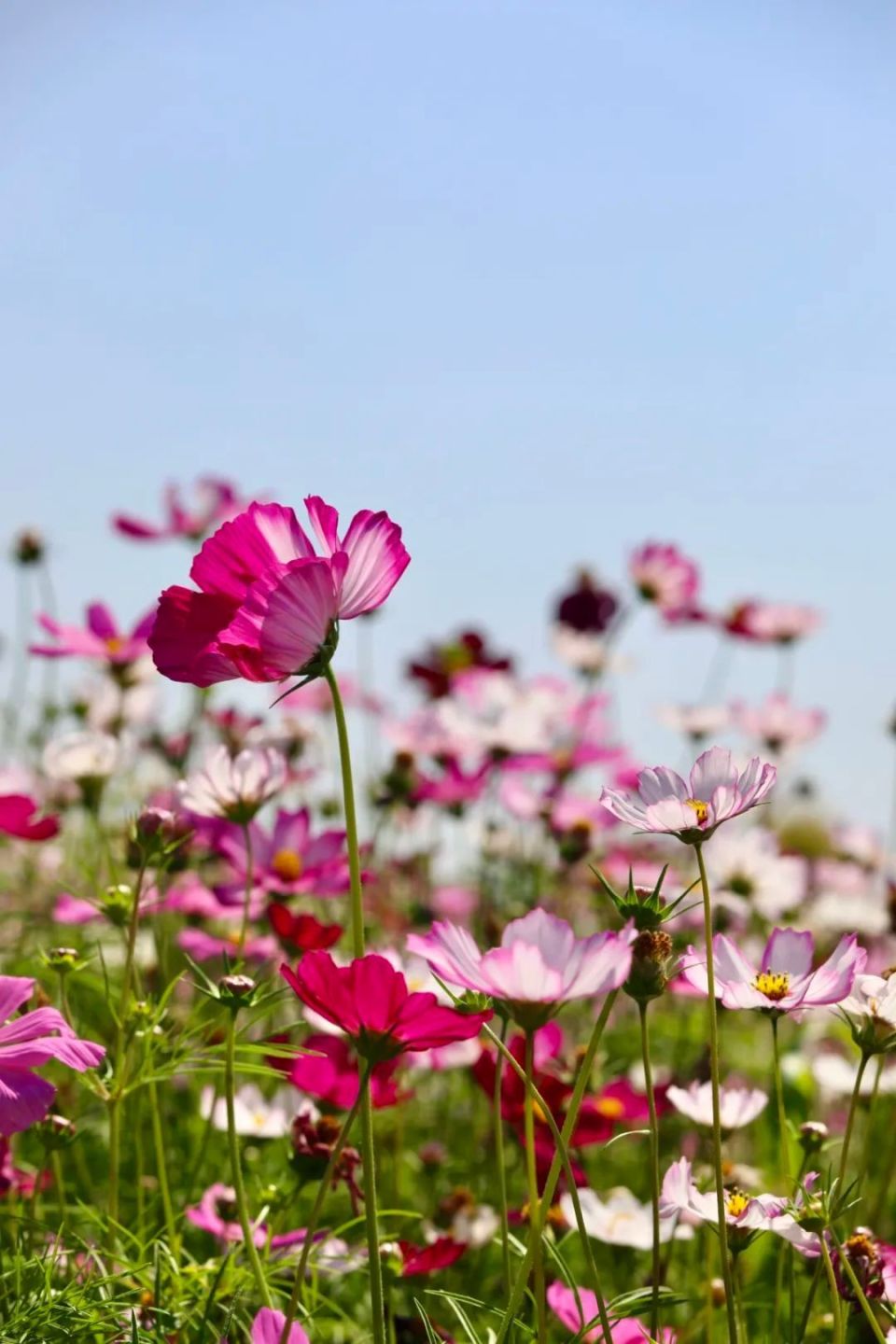 珠海格桑花海图片