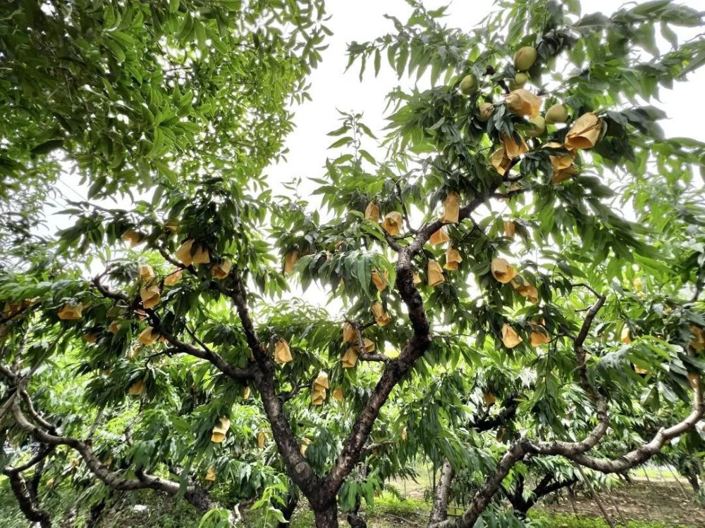 明天10点无锡阳山水蜜桃直达邳州