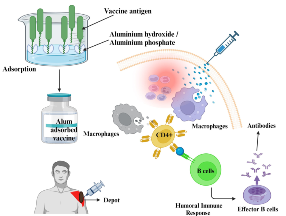 疫苗佐剂的旅途:从明矾到纳米制剂,经历哪些变迁?
