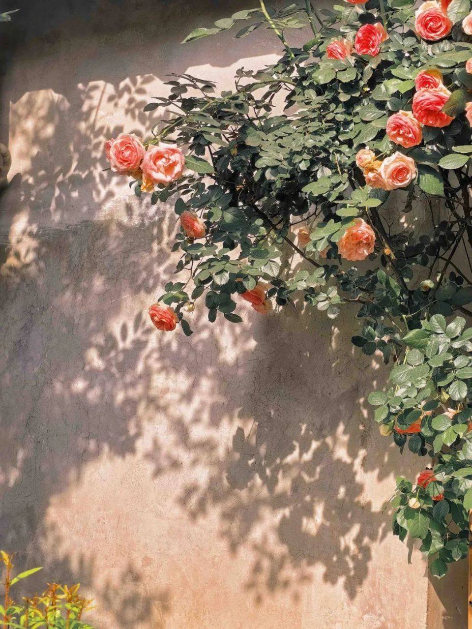 审美,一生的必修课