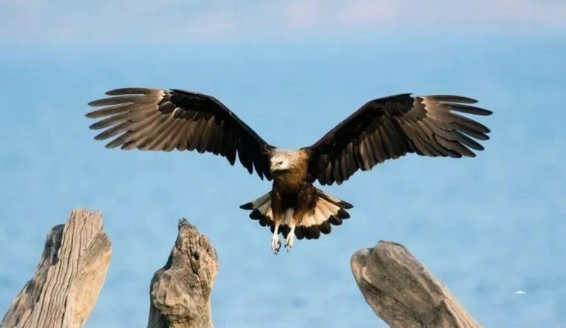 新疆生态好不好 鸟儿来投票