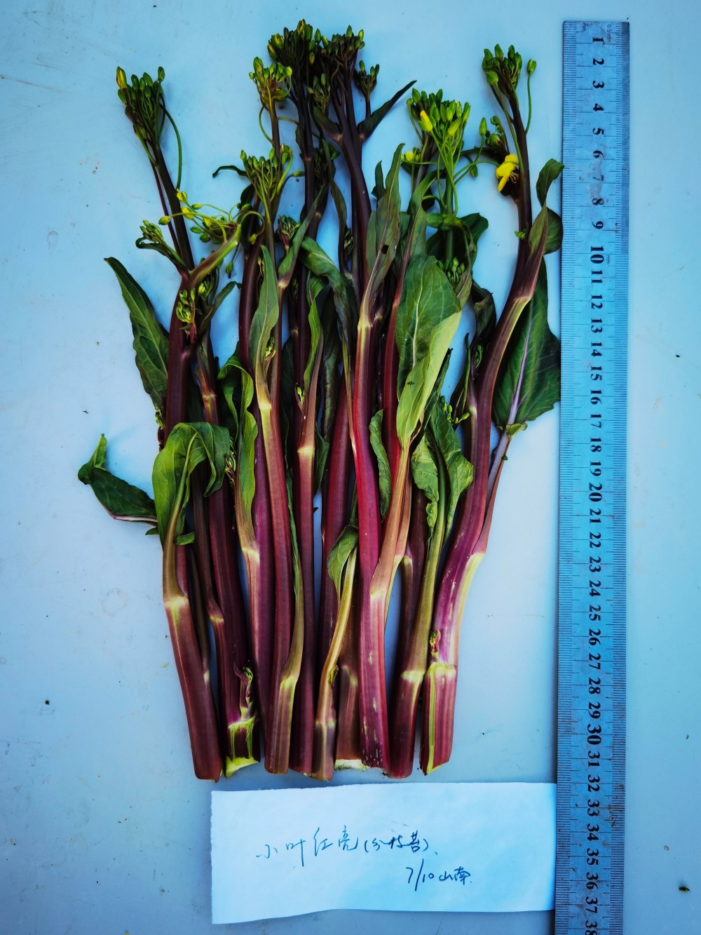 武汉红菜薹在西藏一年两种,引进者:夏天也能收获,填补了原产地空白