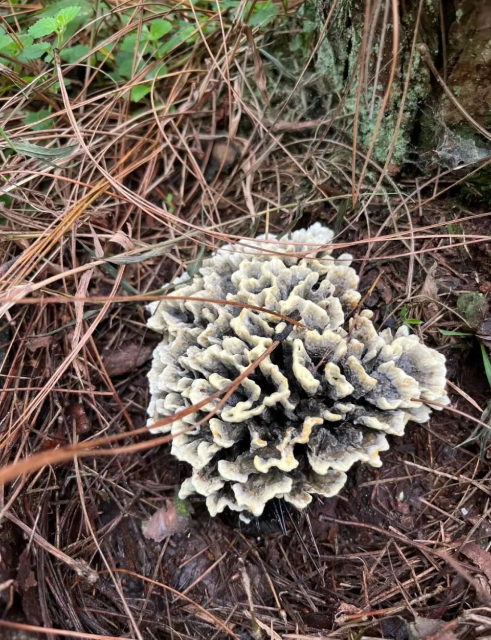 野生菌美食|雨季来临之际,云南人化身"菇勇者".