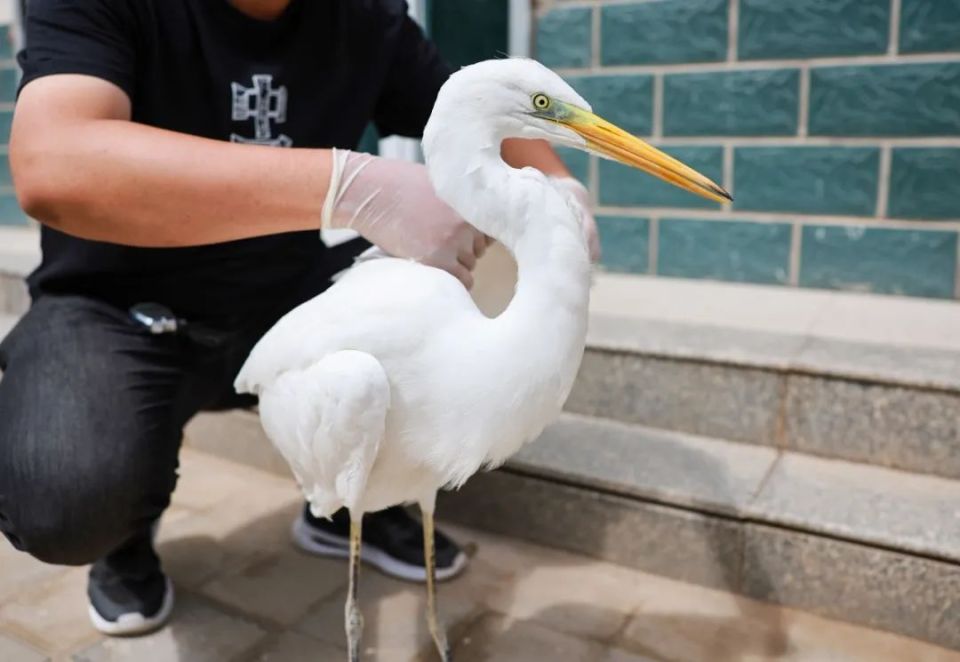 一只落单的白鹭,在金塔都经历了什么?