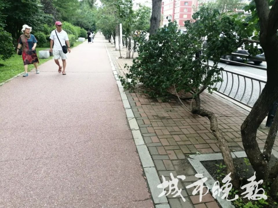 长春一公交站旁景观树倒了_腾讯新闻