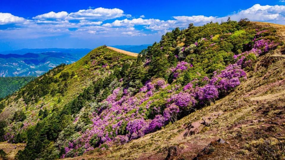走进大姚小百草岭,赏多彩梦幻的杜鹃花海_腾讯新闻