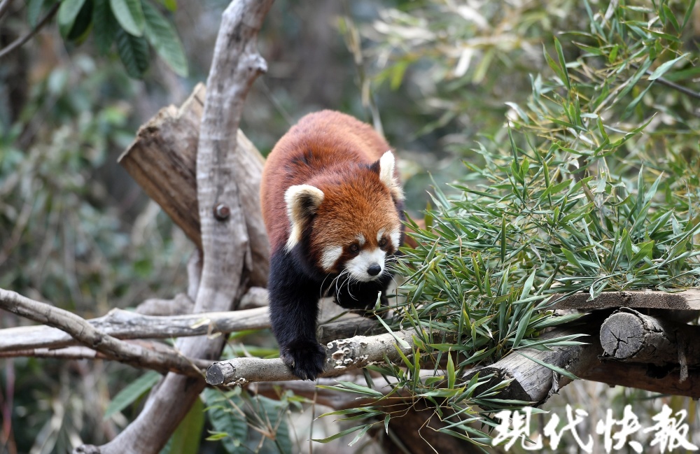 时尚圈刮起"小熊猫"风?时装大秀走进南京红山动物园_腾讯新闻