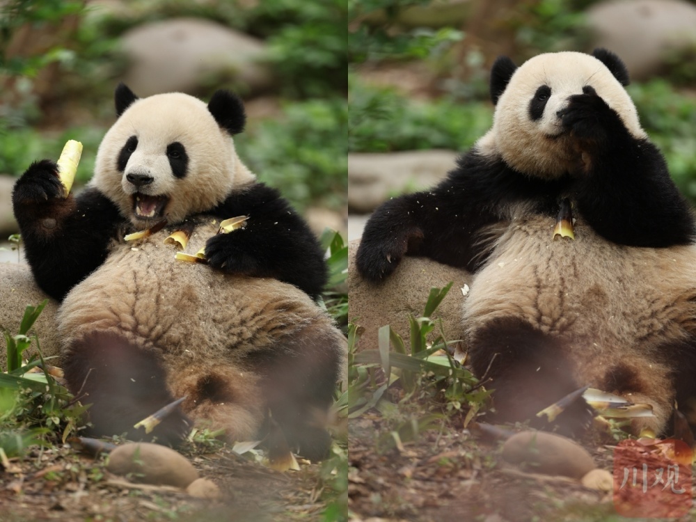 c视频|憨萌憨萌 大熊猫的"下午茶时间"