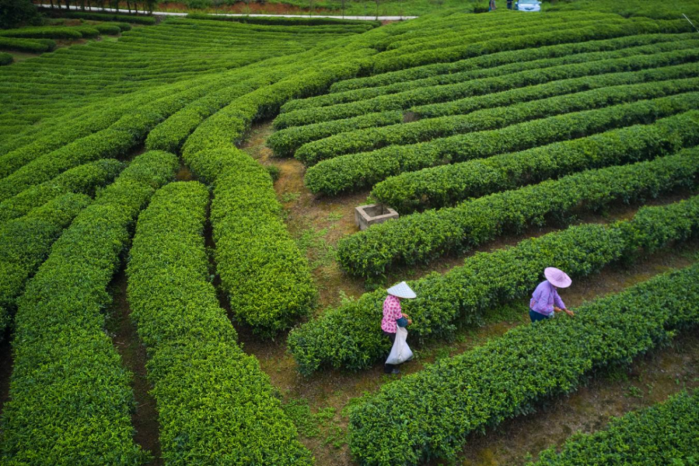 五一,到邵武来!开启环带自驾之旅