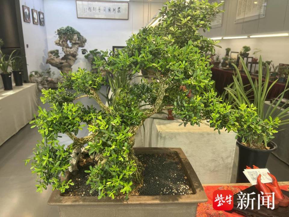 寻味十全街| 默默坚守,"苏派盆景"成"00后"伴手礼