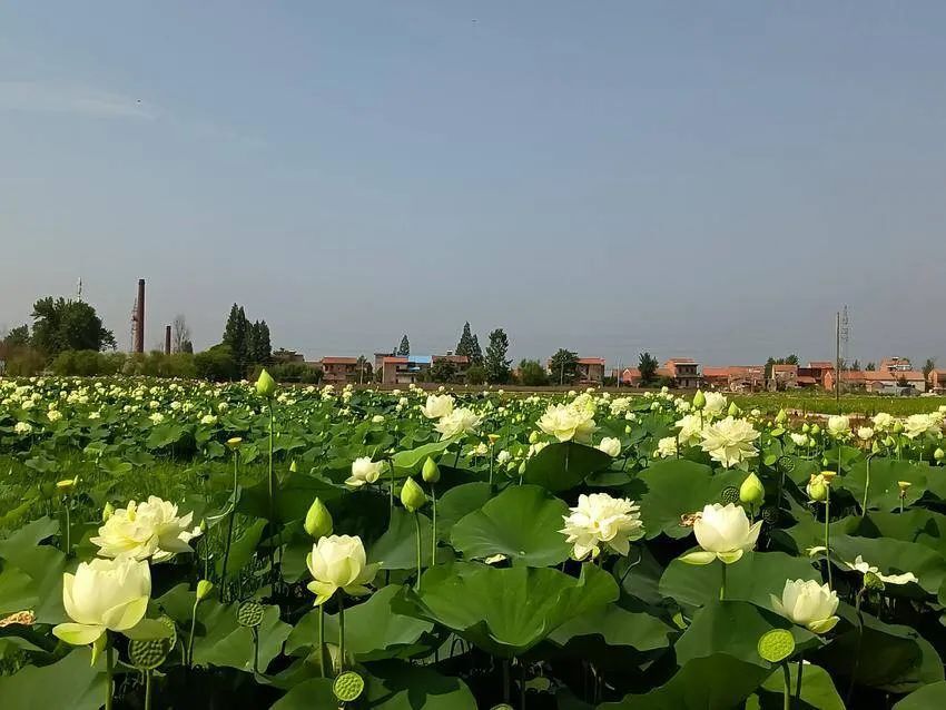 乡村振兴云梦实践下辛店镇梦南社区村在景中秀人在画中游